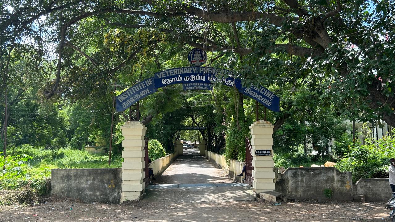 Ranikhet Disease Vaccine F-Strain background